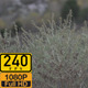 Dry Grass - VideoHive Item for Sale