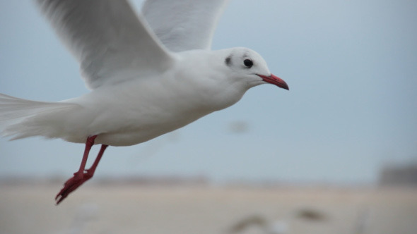 Flying Flock of Seagulls