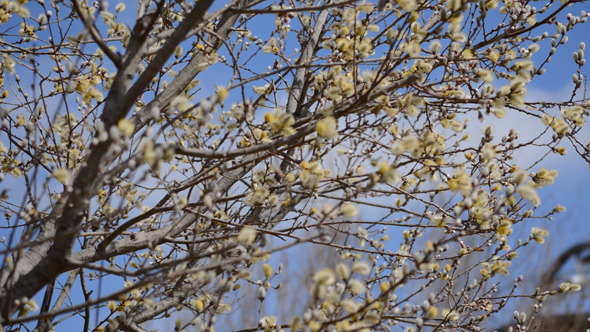 Bumblebee Flying Around Blooming Tree