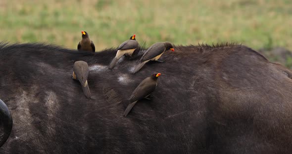 African Buffalo, syncerus caffer, Adult with Yellow Billed Oxpecker, buphagus africanus