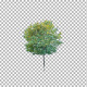 Real tree isolated on the wind 4 - VideoHive Item for Sale