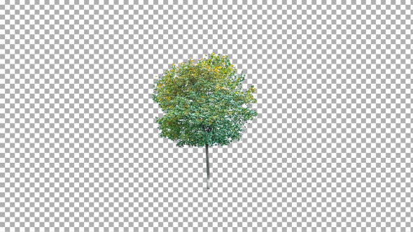 Real tree isolated on the wind 4