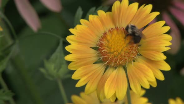 Pollination Of A Beautiful Sunflower (2 Of 2)