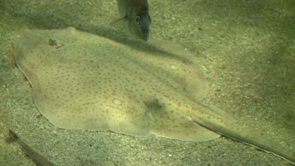 The Amazing Flatfish (1 Of 5)