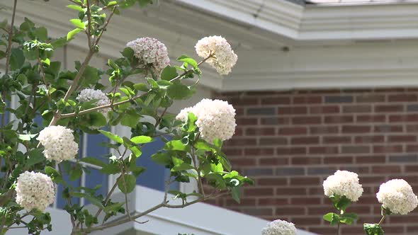 White Flowers On A Bush In Front Of A Brick Building