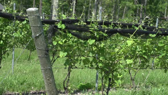 Lush Vineyards (1 Of 4)