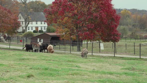 Herd Of Cattle Grazing (6 Of 9)