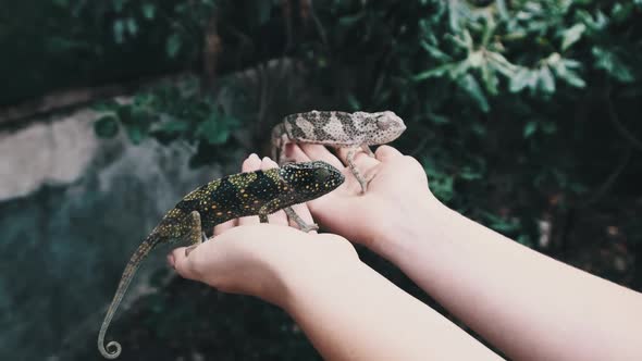 Two Funny Chameleons Sitting on Female Palms Woman Holds Funny Lizard Zanzibar