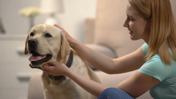 Blond Woman Stroking Beautiful Labrador Retriever Dog at Home, Lovely House Pet