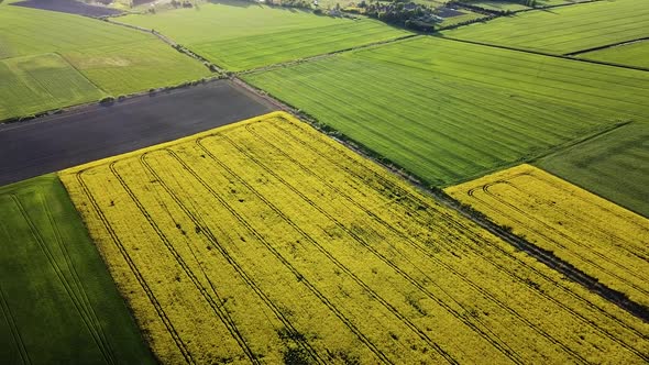 Aerial birdseye flight over blooming rapeseed (Brassica Napus) field, flying over yellow canola flow