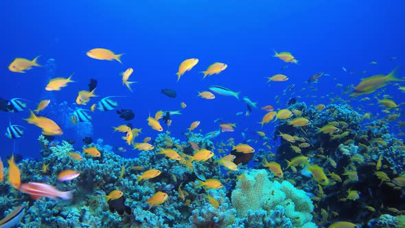 Reef Coral Scene