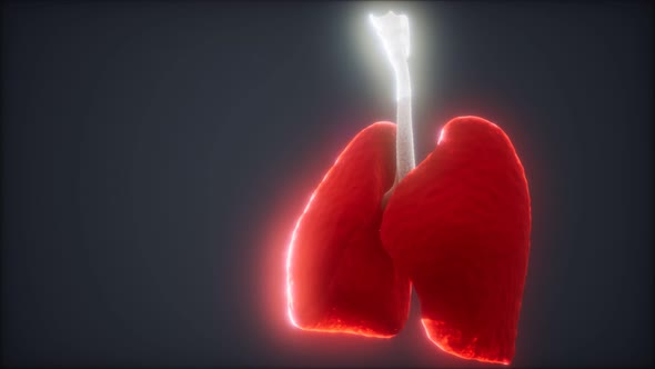 3d Animation of Human Lungs