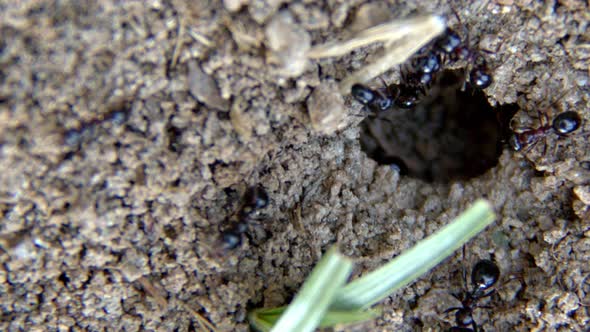 Animal Insect Ants On The Soil Ground 3