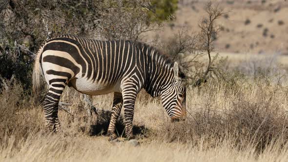 Cape Mountain Zebra - South Africa