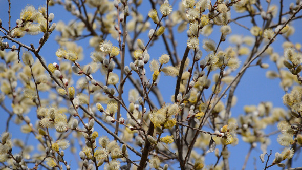 Tree In The Spring