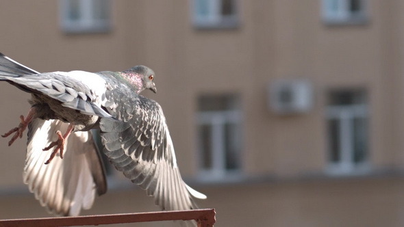 Flying Pigeon - Slow Motion 3200 fps
