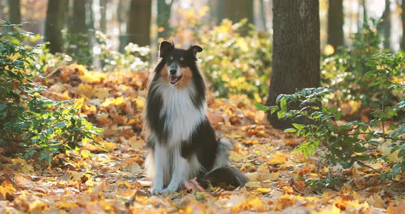 Tricolor Rough Collie, Funny Scottish Collie, Long-haired Collie, English Collie, Lassie Dog