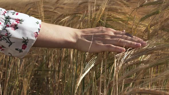 Female Hand Touches Ripe Ears of Wheat in the Field