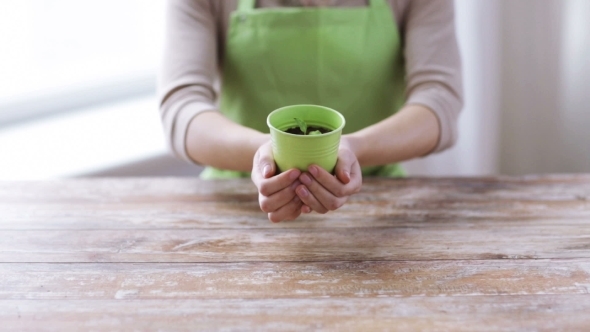 Woman Hands Holding Pot With Sprout