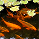 Gold Fishes in a Pool - VideoHive Item for Sale