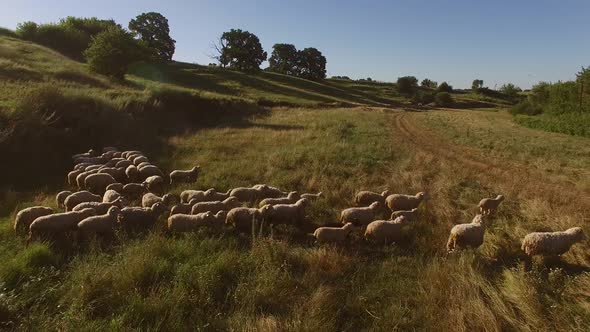 Group of Sheep Is Running