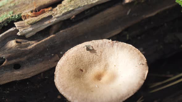 Some of the Mushrooms Found in the Forest in Espoo Finland