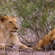 African lion in Kruger National park, South Africa - VideoHive Item for Sale