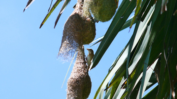 Bird Nest