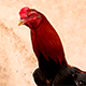 Rooster with Red Head - VideoHive Item for Sale