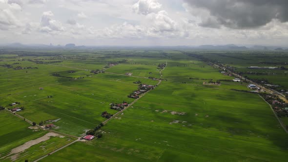 The Paddy Rice Fields of Kedah and Perlis, Malaysia