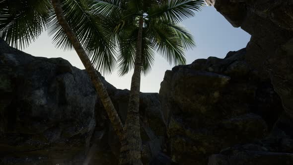 Big Palms in Stone Cave with Rays of Sunlight