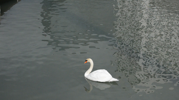 Swan In A Pond