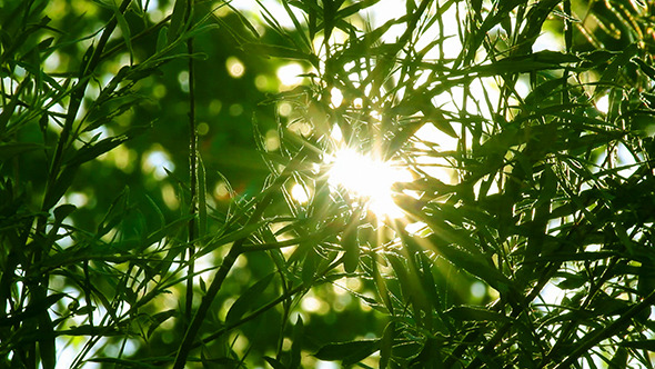 Bright Sun Shines Through Tree Foliage