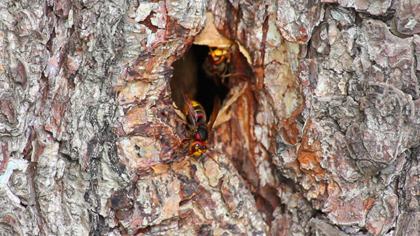 Hornet'S Nest In Tree Hollow