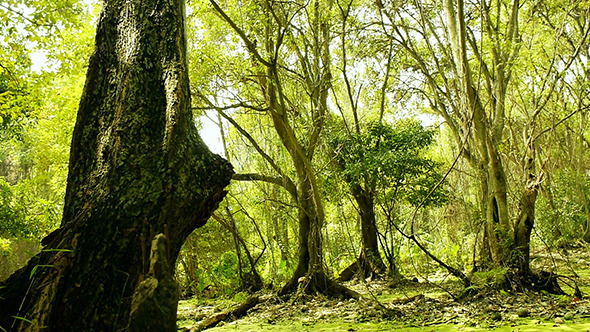 Tropical Rainforest Marshland