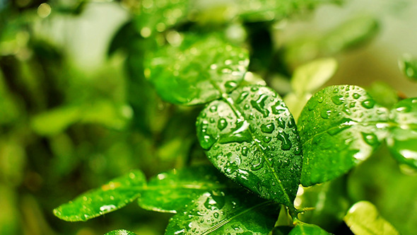 Morning Rain Drops on Bergamot Leaf