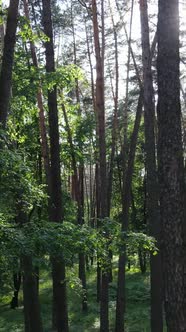 Vertical Video of a Forest with Trees