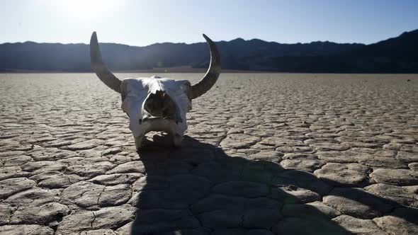 Desert Floor With Cow Skull - Death Valley