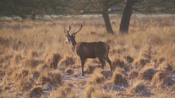 sentinel Red deer stag looking around winter morning golden hour slow motion