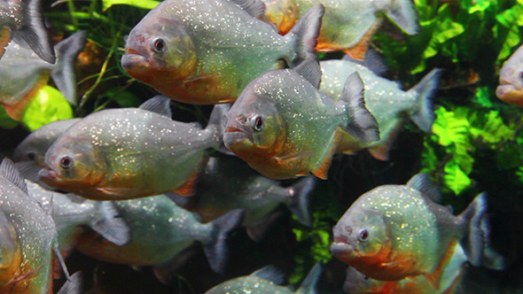 Piranhas Fish Underwater