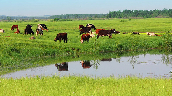 Herd Of Cows On Pasture Near Lake