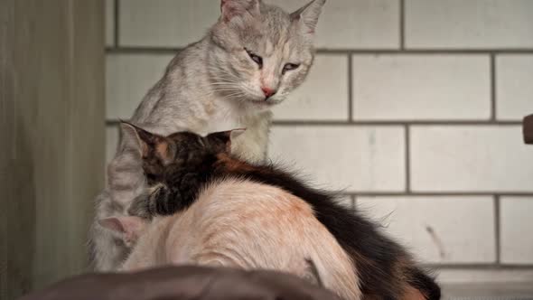 Homeless and Sad Mother Cat Feeds Her Adult Kittens on the Street