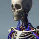 Human Skeleton with Circulatory System PolygonMesh - 3DOcean Item for Sale