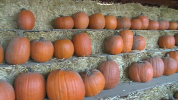 Ripe Pumpkins For Sale (3 Of 3)