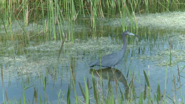 Little Blue Heron (1 Of 3)