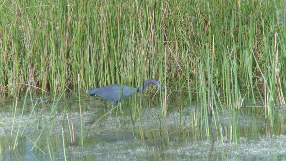 Little Blue Heron (2 Of 3)