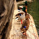 Waiting for a Duck Date - VideoHive Item for Sale