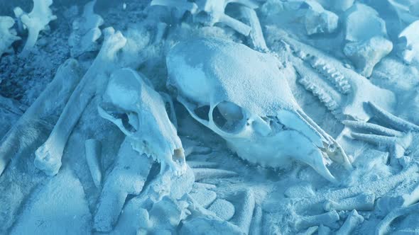 Snow Falls On Caveman Tools And Skulls Ice Age Concept