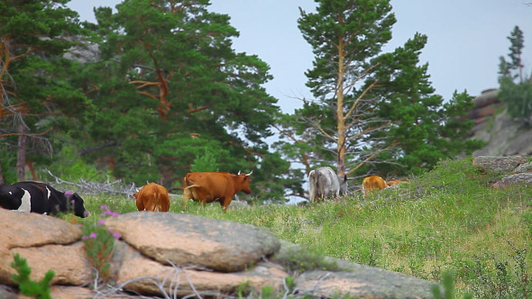 Cows Grazing On The Meadow