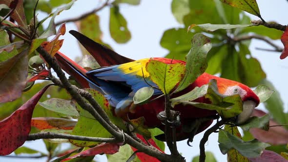 Colorful Macaw Parrot on a Branch